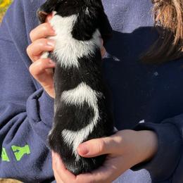 Male 1 - Black brown and white male Basset Hound puppy in Lindley, New York from Hill Top Basset Hounds & Cane Corso