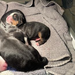 Boy 6 - Black, white and red Greater Swiss Mountain Dog puppy in Knoxville, Maryland from Dahlgren Swissys