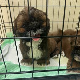 Boy 1 - Red and white male Shih Tzu puppy in Autryville, North Carolina from Carter Family Retrievers
