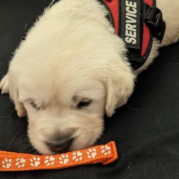 Golden Retriever Puppies from Carolyn Maddux's Golden Retrievers