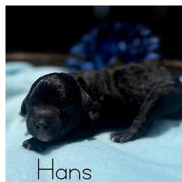 Hans - Black male Cavapoo puppy in Clinton, Oklahoma from Enchanted Spaniels
