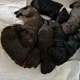 Poodle puppies from Nord Kennel