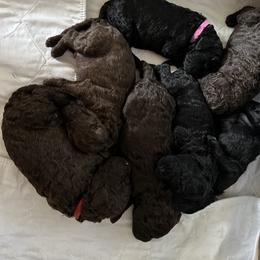 Poodle puppies from Nord Kennel