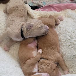 French Bulldog and Goldendoodle Puppies from Good Vibes Puppies