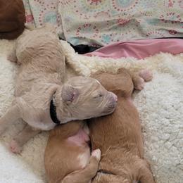 French Bulldog and Goldendoodle Puppies from Good Vibes Puppies