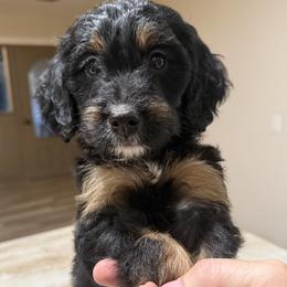 Golden Mountain Doodle puppies from Doodle Lovin