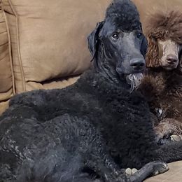 Poodles from Ponce de Leon Poodles