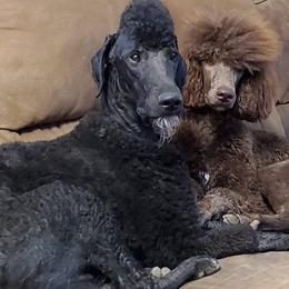 Poodles from Ponce de Leon Poodles