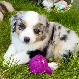 Miniature Australian Shepherd puppies from Yaw's Mini Aussies