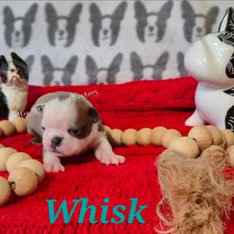 Girl 2 - Blue female Boston Terrier puppy in Griffin, Georgia from Celtic Kennel Bostons