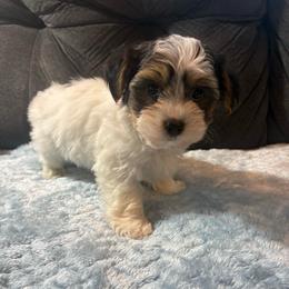 Doritos - Parti male Yorkipoo puppy in San Antonio, Texas from Sweet as dessert puppies