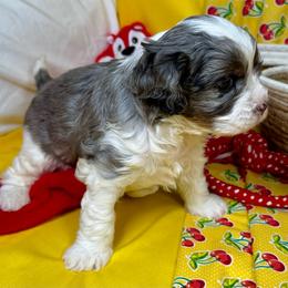 Boy 1 - Merle male Cavapoo puppy in Courtland, Alabama from Ponderosa Frenchies and Cavapoo’s