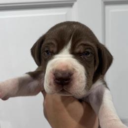 Mortar - Chocolate and white male Great Dane puppy in Florida from Beachside Kennels