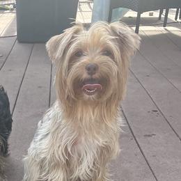Keyshia - Yorkshire Terrier
