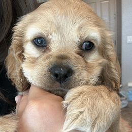 Cocker Spaniel Puppies from Aurora's Cocker Spaniels