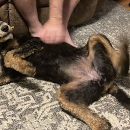 Aussiedoodle All Grown Up from Steen Ranch Doodles