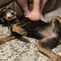 Aussiedoodle All Grown Up from Steen Ranch Doodles