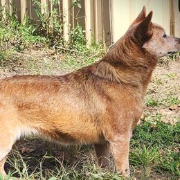Ribbons - Australian Cattle Dog