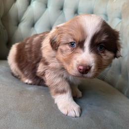 Boy 3 - Red merle male Australian Shepherd puppy in Bison, South Dakota from South Dakota Creekside Australian Shepherds