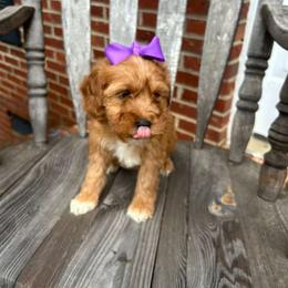 Donna - Red  female Goldendoodle puppy in Mint Hill, North Carolina from DoodleForever
