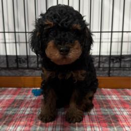 Chip - Phantom male Poodle puppy in Houston, Texas from Texas Toy Poodles