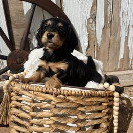 Annie Oakley - Black and tan female Dachshund puppy in Benson, Arizona from Six Shooter Minis