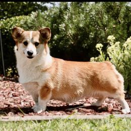 Sugar - Pembroke Welsh Corgi