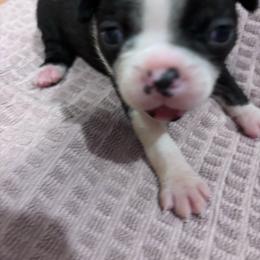 Juliet - Black and white female Boston Terrier puppy in Spartanburg, South Carolina from Sassy Pap Farms