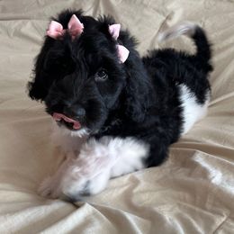 Muffin - Parti female Goldendoodle puppy in Greensboro, Georgia from B’s Doodles