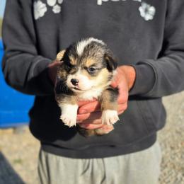 Girl 1 - Black and tan female Pembroke Welsh Corgi puppy in Odessa, Missouri from LOYAL T K9's CORGIS