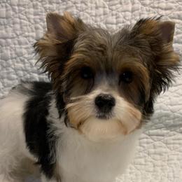 Biewer Terriers from CG Tiny Paws
