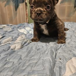 Mordecai - Blue male French Bulldog puppy in Bend, Oregon from High Lakes Frenchies