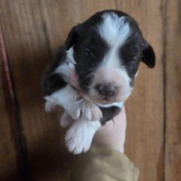 Female 2 - Red tri-color female Aussiedoodle puppy in Mouth Of Wilson, Virginia from Holly Ridge Aussies, Aussiedoodles & Corgis