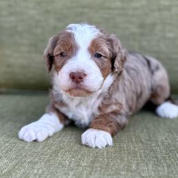 Joy- yellow collar - Merle female Bernedoodle puppy in Colorado Springs, Colorado from Mercy Mountain Bernedoodles