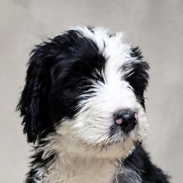 Zeppelin 'Zeppey' - Black and white male Bernedoodle puppy in Henderson, Colorado from Huggable Bernedoodles of Colorado LLC