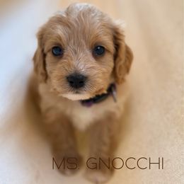 Gnocchi - Apricot female Cavapoo puppy in Sacramento, California from Dandy Doodles Goldendoodles