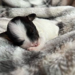 Holli - White female Havanese puppy in Starr, South Carolina from Home with Havanese