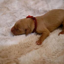 Parmesan - Golden male Golden Retriever puppy in Dayton, Minnesota from Akoya Kennels