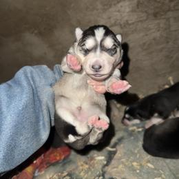 Girl 1 - Sable and white female Siberian Husky puppy in Iron River, Wisconsin from Wiemeri Siberians