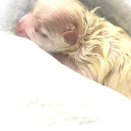 Puppy1 - Cream male Pomeranian puppy in Royston, Georgia from SouthernHearts Poms