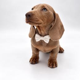 Salem - Fawn (isabella) and tan male Dachshund puppy in Illinois from William Rotsaert
