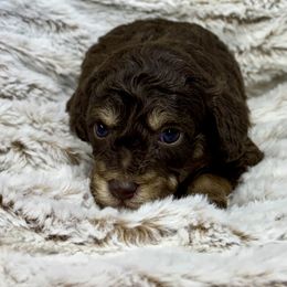 Rocky - male Australian Mountain Doodle puppy in Bristow, Oklahoma from 10-Acre Woods Cockapoos
