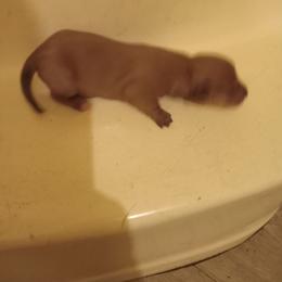 Boy 1 - Red male Dachshund puppy in Warrenville, South Carolina from Sherman's Dachshunds