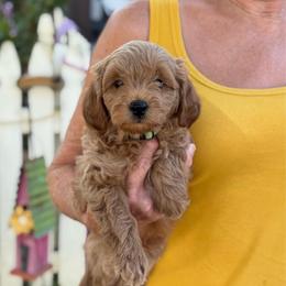 Woody - Red  male Goldendoodle puppy in Wharton, Texas from Little Fur Friends