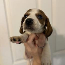 Skoll - Piebald male Dachshund puppy in Conroe, Texas from R&M Dachshunds