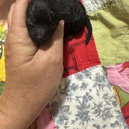Tanner - Black male Poodle puppy in Pounding  Mill, Virginia from Rosa's Chihuahuas