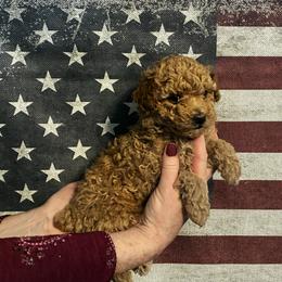 Callie - Apricot female Poodle puppy in Bellwood, Nebraska from Sunflower Poodles