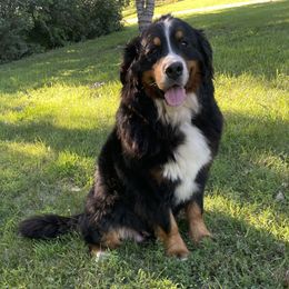 Dazzle - Bernese Mountain Dog
