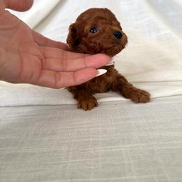 Angel - Red male Australian Labradoodle puppy in Auburn, California from Poodles and Labradoodles breeder