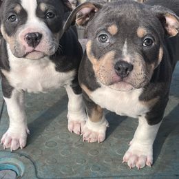 American Bully Puppies from Black Coal Bullies